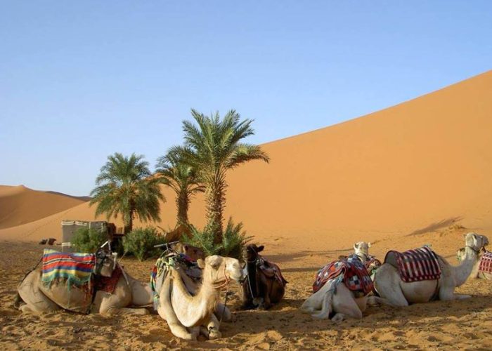 Desert Trip From Marrakech To Erg Chegaga 3days
